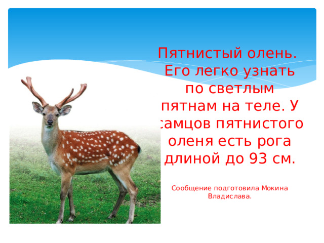 Пятнистый олень.  Его легко узнать по светлым пятнам на теле. У самцов пятнистого оленя есть рога длиной до 93 см.   Сообщение подготовила Мокина Владислава. 