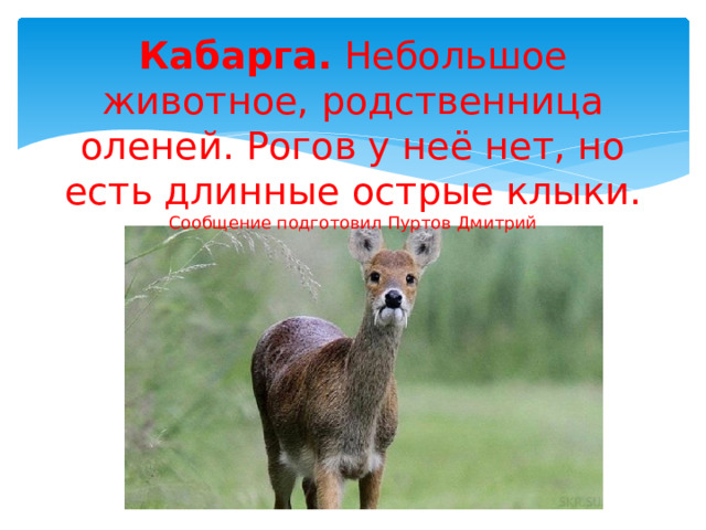 Кабарга. Небольшое животное, родственница оленей. Рогов у неё нет, но есть длинные острые клыки.  Сообщение подготовил Пуртов Дмитрий 