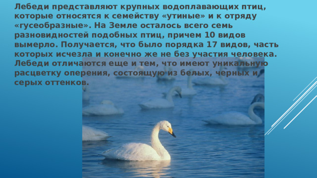 Лебеди представляют крупных водоплавающих птиц, которые относятся к семейству «утиные» и к отряду «гусеобразные». На Земле осталось всего семь разновидностей подобных птиц, причем 10 видов вымерло. Получается, что было порядка 17 видов, часть которых исчезла и конечно же не без участия человека. Лебеди отличаются еще и тем, что имеют уникальную расцветку оперения, состоящую из белых, черных и серых оттенков. 