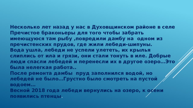 Несколько лет назад у нас в Духовщинском районе в селе Пречистое браконьеры для того чтобы забрать имеющуюся там рыбу ,повредили дамбу на одном из пречистенских прудов, где жили лебеди-шипуны. Вода ушла, лебеди не успели улететь, их крылья слиплись от ила и грязи, они стали тонуть в иле. Добрые люди спасли лебедей и перенесли их в другое озеро…Это была нелегкая работа.. После ремонта дамбы пруд заполнился водой, но лебедей не было…Грустно было смотреть на пустой водоем… Весной 2018 года лебеди вернулись на озеро, к осени появились птенцы .  
