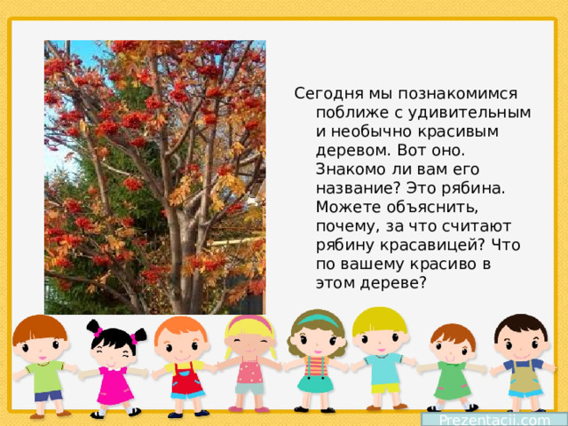 Сегодня мы познакомимся поближе с удивительным и необычно красивым деревом. Вот оно. Знакомо ли вам его название? Это рябина. Можете объяснить, почему, за что считают рябину красавицей? Что по вашему красиво в этом дереве? Prezentacii.com 