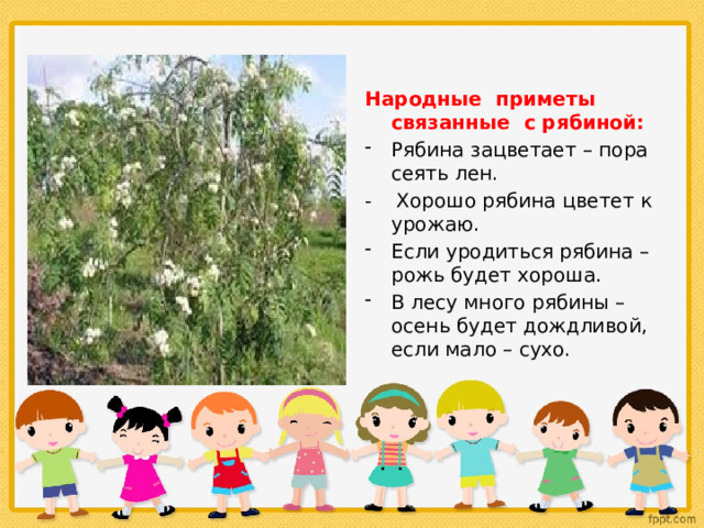 Народные приметы связанные с рябиной: Рябина зацветает – пора сеять лен. - Хорошо рябина цветет к урожаю. Если уродиться рябина – рожь будет хороша. В лесу много рябины – осень будет дождливой, если мало – сухо. 