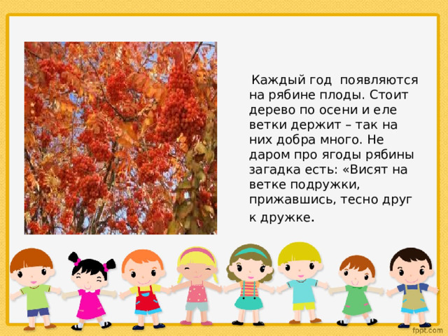  Каждый год появляются на рябине плоды. Стоит дерево по осени и еле ветки держит – так на них добра много. Не даром про ягоды рябины загадка есть: «Висят на ветке подружки, прижавшись, тесно друг к дружке . 