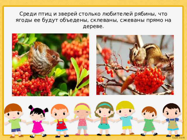 Среди птиц и зверей столько любителей рябины, что ягоды ее будут объедены, склеваны, сжеваны прямо на дереве. 