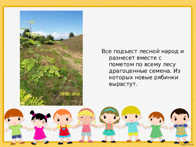 Все подъест лесной народ и разнесет вместе с пометом по всему лесу драгоценные семена. Из которых новые рябинки вырастут. 