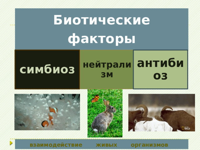 Биотические факторы антибиоз симбиоз нейтрализм взаимодействие живых организмов 