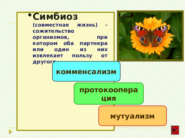 Симбиоз  (совместная жизнь) - сожительство организмов, при котором оба партнера или один из них извлекает пользу от другого. Симбиоз  (совместная жизнь) - сожительство организмов, при котором оба партнера или один из них извлекает пользу от другого. комменсализм протокооперация мутуализм 