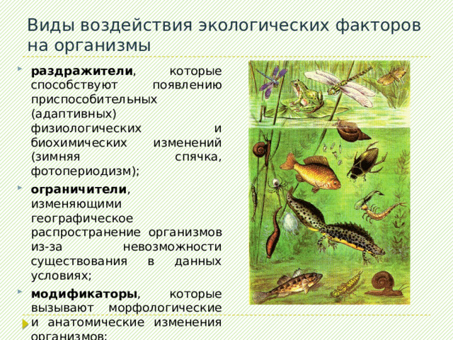 Представители одного вида (хищник) ловят и поедают представителей другого вида (жертву) Хищничество 