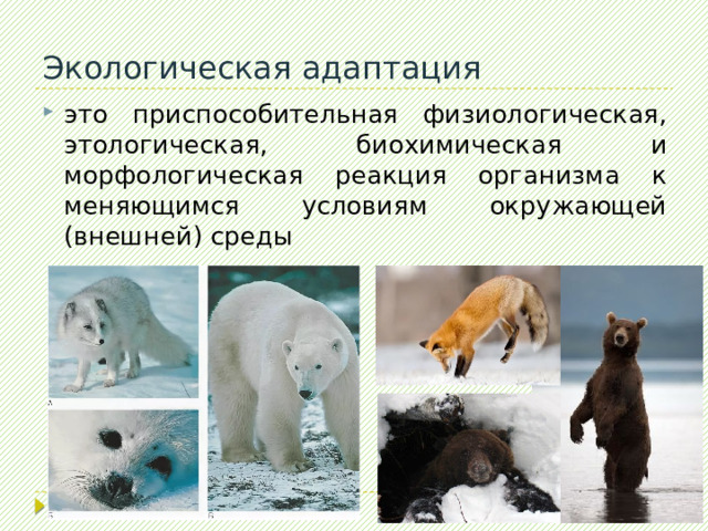  Паразитизм Один организм (паразит) использует другого (хозяина) в качестве источника питания и среды обитания. Отличительная особенность – не стремится убить хозяина (потеряет и источник питания, и среду обитания) 