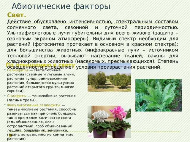Абиотические факторы Свет. Действие обусловлено интенсивностью, спектральным составом солнечного света, сезонной и суточной периодичностью. Ультрафиолетовые лучи губительны для всего живого (защита – озоновым экраном атмосферы). Видимый спектр необходим для растений (фотосинтез протекает в основном в красном спектре); для большинства животных (инфракрасные лучи – источником тепловой энергии, вызывают нагревание тканей, важны для хладнокровных животных (насекомых, пресмыкающихся). Степень освещенности определяет условия произрастания растений. По отношению к свету Гелиофиты — светолюбивые растения (степные и луговые злаки, растения тундр, ранневесенние растения, большинство культурных растений открытого грунта, многие сорняки). Сциофиты — тенелюбивые растения (лесные травы). Факультативные гелиофиты — теневыносливые растения, способны развиваться как при очень большом, так и при малом количестве света (ель обыкновенная, клен остролистный, граб обыкновенный, лещина, боярышник, земляника, герань полевая, многие комнатные растения) 