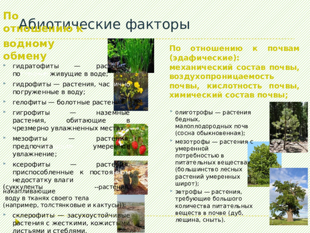 Абиотические факторы По отношению к почвам (эдафические): механический состав почвы, воздухопроницаемость почвы, кислотность почвы, химический состав почвы; По отношению к водному обмену гидратофиты — растения, по стоянно живущие в воде; гидрофиты — растения, час тично погруженные в воду; гелофиты — болотные растения; гигрофиты — наземные растения, обитающие в чрезмерно увлажненных местах; мезофиты — растения, предпочита ющие умеренное увлажнение; ксерофиты — растения, приспособленные к постоя нном недостатку влаги ( суккуленты --растения, накапливающие  воду в тканях своего тела (например, толстянковые и кактусы)); склерофиты — засухоустойч ивые растения с жесткими, кожист ыми листьями и стеблями. олиготрофы — растения бедных, малоплодородных почв (сосна обыкновенная); мезотрофы — растения с умеренной потребностью в питательных веществах (большинство лесных растений умеренных широт); эвтрофы — растения, требующие большого количества питательных веществ в почве (дуб, лещина, сныть). 