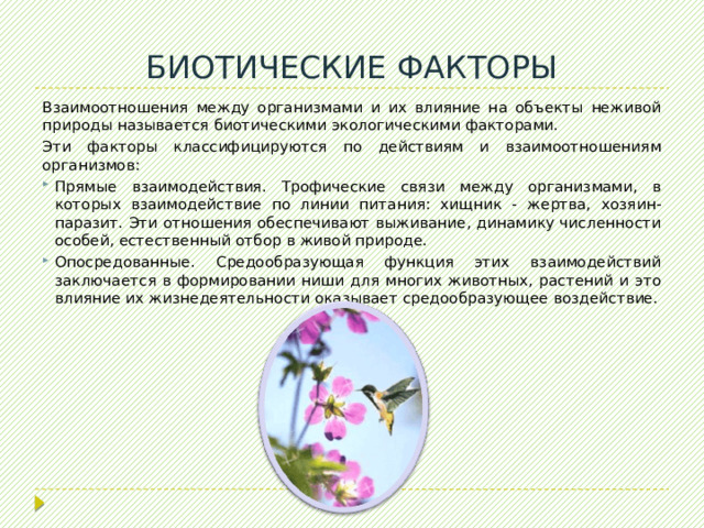 БИОТИЧЕСКИЕ ФАКТОРЫ Взаимоотношения между организмами и их влияние на объекты неживой природы называется биотическими экологическими факторами. Эти факторы классифицируются по действиям и взаимоотношениям организмов: Прямые взаимодействия. Трофические связи между организмами, в которых взаимодействие по линии питания: хищник - жертва, хозяин-паразит. Эти отношения обеспечивают выживание, динамику численности особей, естественный отбор в живой природе. Опосредованные. Средообразующая функция этих взаимодействий заключается в формировании ниши для многих животных, растений и это влияние их жизнедеятельности оказывает средообразующее воздействие. 