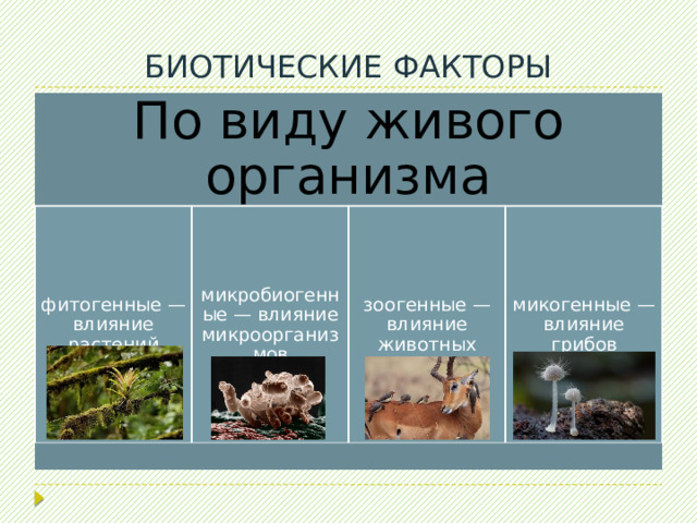 БИОТИЧЕСКИЕ ФАКТОРЫ По виду живого организма фитогенные — влияние растений микробиогенные — влияние микроорганизмов зоогенные — влияние животных микогенные — влияние грибов 