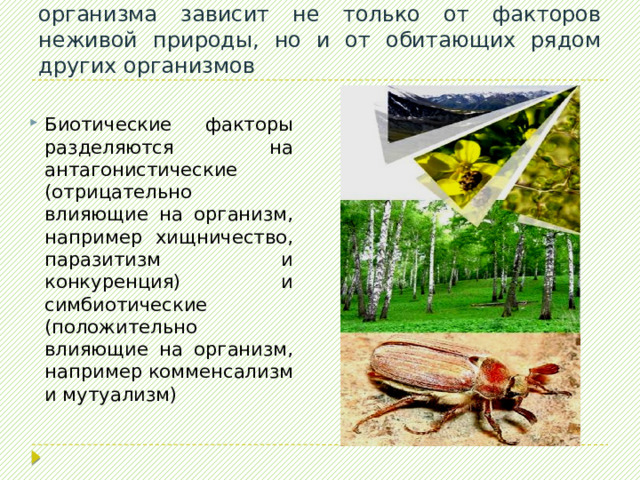 В природе существование каждого живого организма зависит не только от факторов неживой природы, но и от обитающих рядом других организмов Биотические факторы разделяются на антагонистические (отрицательно влияющие на организм, например хищничество, паразитизм и конкуренция) и симбиотические (положительно влияющие на организм, например комменсализм и мутуализм) 