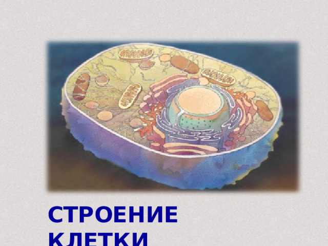 СТРОЕНИЕ КЛЕТКИ 