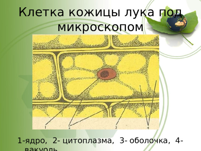 Клетка кожицы лука под микроскопом 1-ядро, 2- цитоплазма, 3- оболочка, 4- вакуоль 