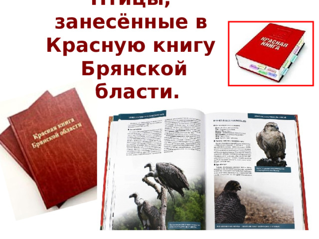Птицы, занесённые в Красную книгу  Брянской области. 