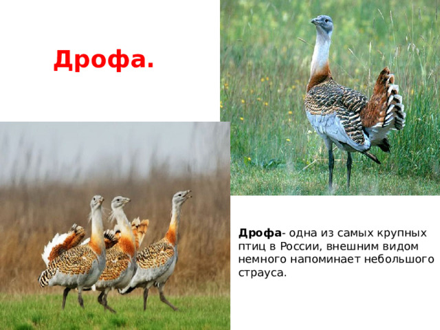 Дрофа. Дрофа - одна из самых крупных птиц в России, внешним видом немного напоминает небольшого страуса. 