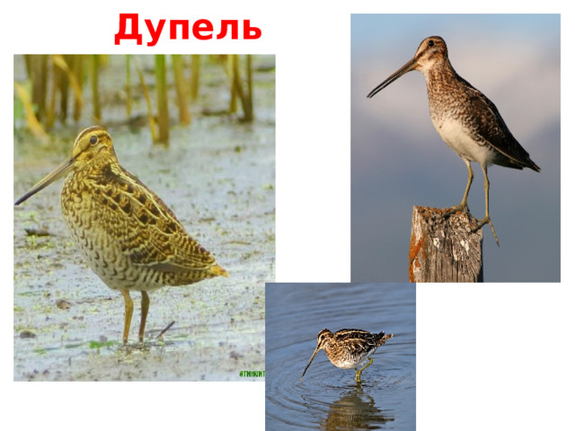 Дупель 