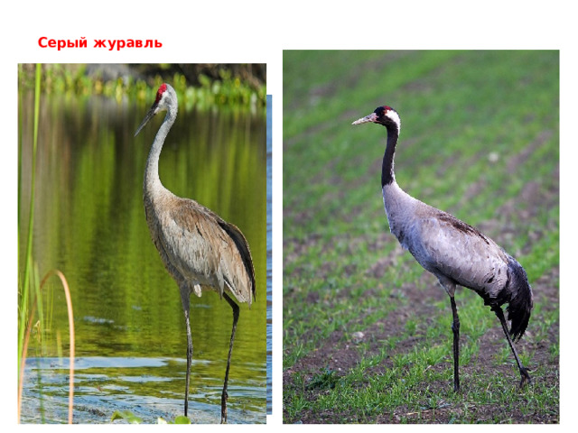     Серый журавль 