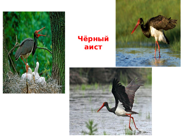 Чёрный аист 