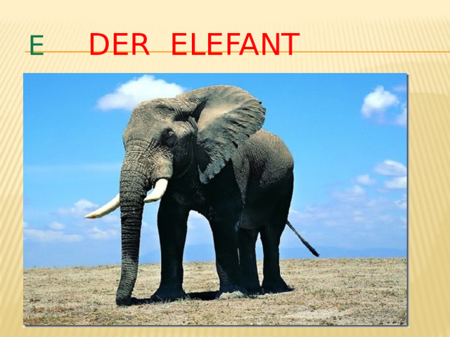  e  DER eLEFANT 