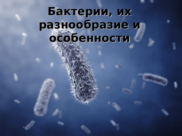 Бактерии, их разнообразие и особенности 
