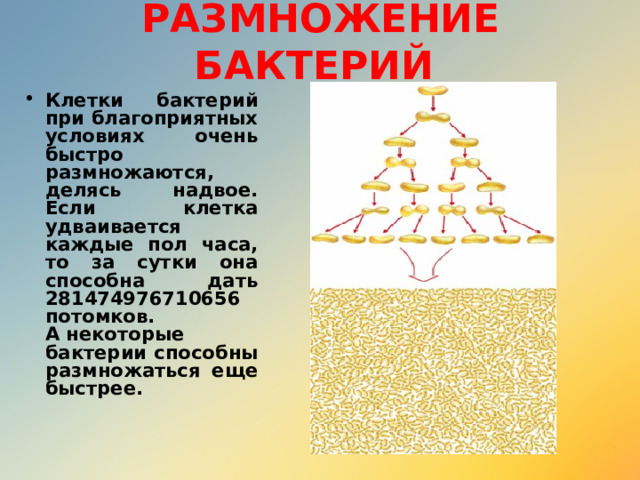 РАЗМНОЖЕНИЕ БАКТЕРИЙ Клетки бактерий при благоприятных условиях очень быстро размножаются, делясь надвое. Если клетка удваивается каждые пол часа, то за сутки она способна дать 281474976710656 потомков. А некоторые бактерии способны размножаться еще быстрее. 