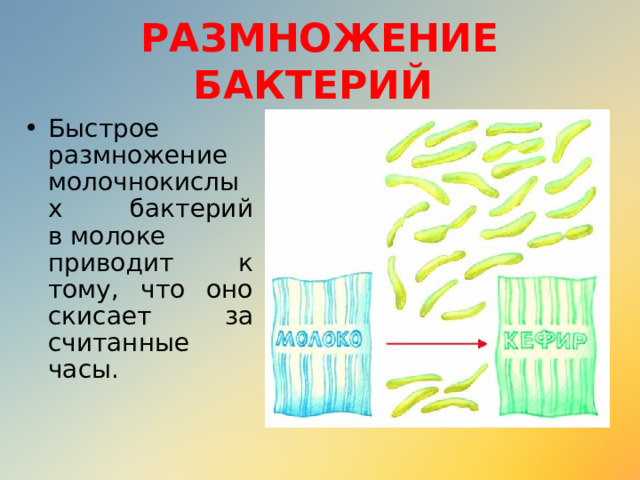 РАЗМНОЖЕНИЕ БАКТЕРИЙ Быстрое размножение молочнокислых бактерий в молоке приводит к тому, что оно скисает за считанные часы. 