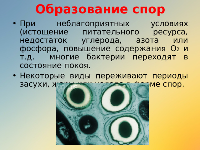 Образование спор При неблагоприятных условиях (истощение питательного ресурса, недостаток углерода, азота или фосфора, повышение содержания О 2 и т.д. многие бактерии переходят в состояние покоя. Некоторые виды переживают периоды засухи, жары или холода в форме спор. 