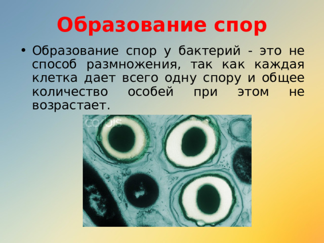 Образование спор Образование спор у бактерий - это не способ размножения, так как каждая клетка дает всего одну спору и общее количество особей при этом не возрастает. 
