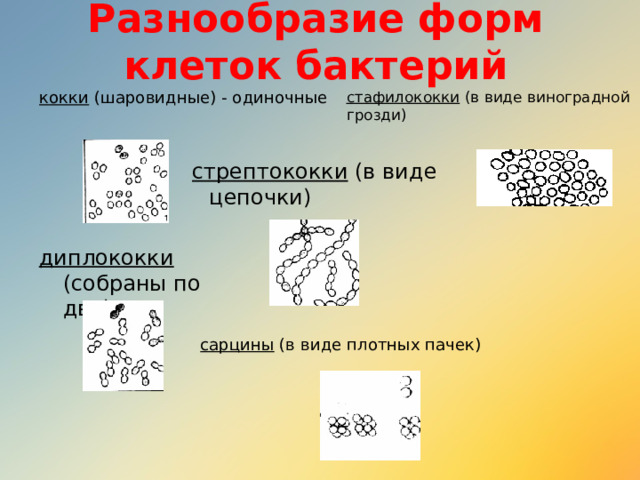Разнообразие форм клеток бактерий стафилококки (в виде виноградной грозди) кокки (шаровидные) - одиночные  стрептококки (в виде цепочки) диплококки (собраны по два) сарцины (в виде плотных пачек) 