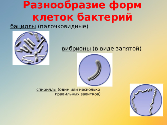 Разнообразие форм клеток бактерий бациллы (палочковидные)  вибрионы (в виде запятой) спириллы (один или несколько  правильных завитков) 