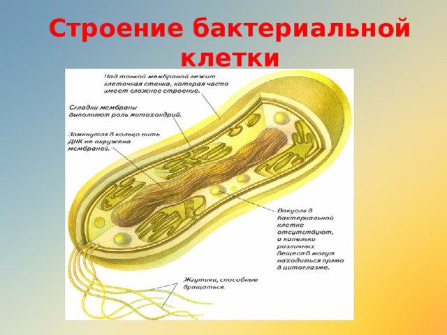 Строение бактериальной клетки 