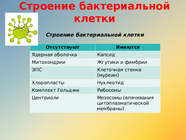 Строение бактериальной клетки  Строение бактериальной клетки Отсутствуют Имеются Ядерная оболочка Капсид Митохондрии ЭПС Жгутики и фимбрии Клеточная стенка (муреин) Хлоропласты Нуклеотид Комплект Гольджи Рибосомы Центриоли Мезосомы (впячивания цитоплазматической мембраны) 