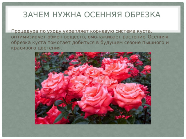 Зачем нужна осенняя обрезка Процедура по уходу укрепляет корневую система куста, оптимизирует обмен веществ, омолаживает растение . Осенняя обрезка куста помогает добиться в будущем сезоне пышного и красивого цветения. 