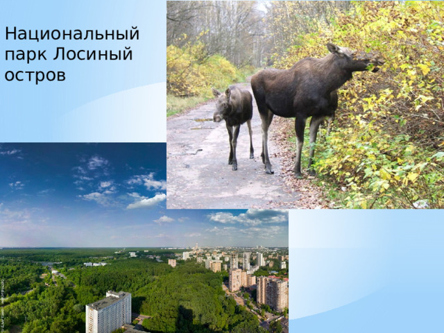 Национальный парк Лосиный остров 
