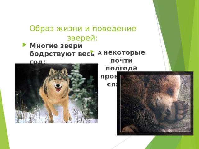 Образовательный портал «Мой университет» - www . moi - universitet . ru Факультет «Реформа образования» - www . edu - reforma . ru    Образ жизни и поведение зверей: Многие звери бодрствуют весь год: А некоторые почти полгода проводят в спячке: 
