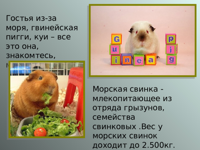 Гостья из-за моря, гвинейская пигги, куи – все это она, знакомтесь, морская свинка! Морская свинка - млекопитающее из отряда грызунов, семейства свинковых .Вес у морских свинок доходит до 2.500кг. 