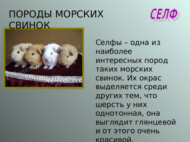 ПОРОДЫ МОРСКИХ СВИНОК Селфы – одна из наиболее интересных пород таких морских свинок. Их окрас выделяется среди других тем, что шерсть у них однотонная, она выглядит глянцевой и от этого очень красивой. 