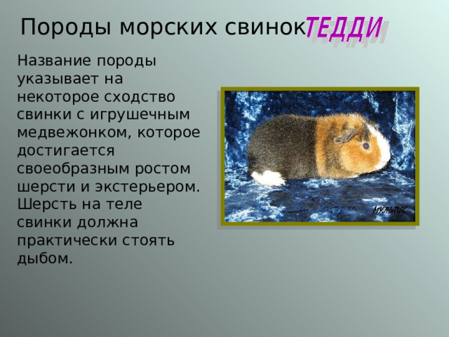 Породы морских свинок Название породы указывает на некоторое сходство свинки с игрушечным медвежонком, которое достигается своеобразным ростом шерсти и экстерьером. Шерсть на теле свинки должна практически стоять дыбом. 