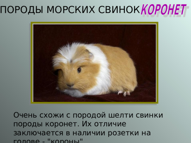 ПОРОДЫ МОРСКИХ СВИНОК Очень схожи с породой шелти свинки породы коронет. Их отличие заключается в наличии розетки на голове - 