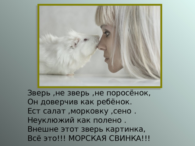 Зверь ,не зверь ,не поросёнок, Он доверчив как ребёнок. Ест салат ,морковку ,сено . Неуклюжий как полено . Внешне этот зверь картинка, Всё это !!! МОРСКАЯ СВИНКА!!! 