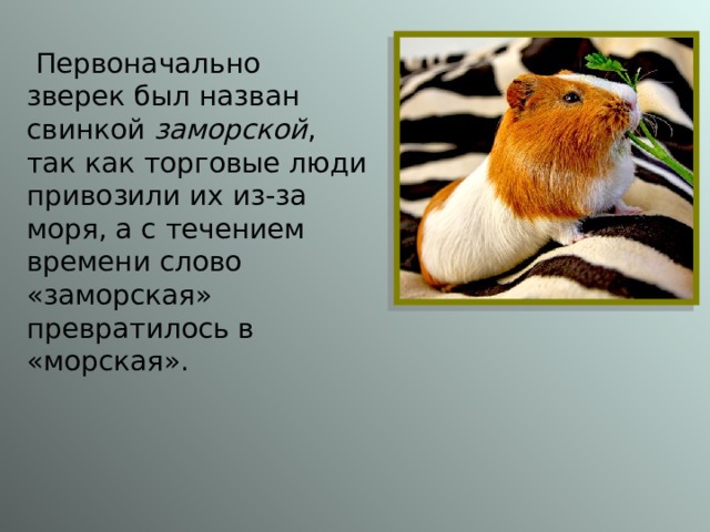  Первоначально зверек был назван свинкой заморской , так как торговые люди привозили их из-за моря, а с течением времени слово «заморская» превратилось в «морская». 