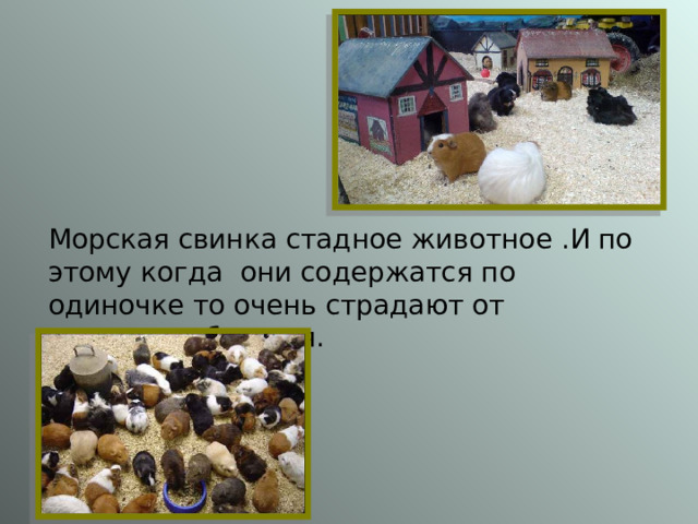 Морская свинка стадное животное .И по этому когда они содержатся по одиночке то очень страдают от нехватки общения. 