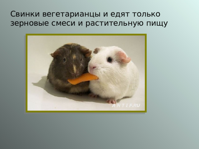 Свинки вегетарианцы и едят только зерновые смеси и растительную пищу 
