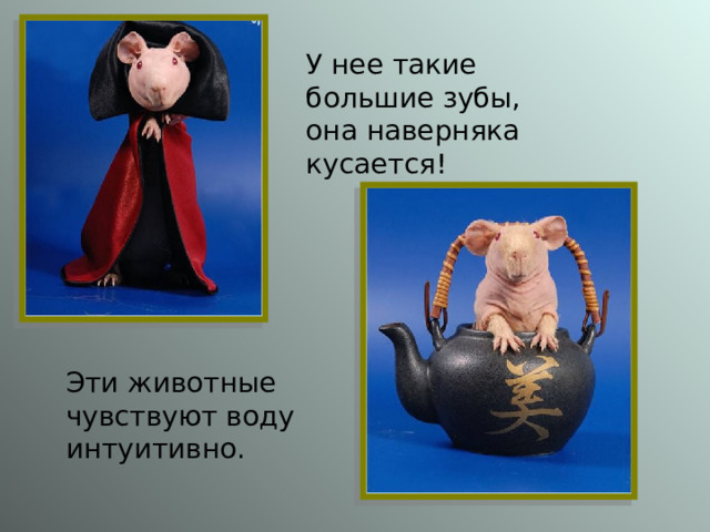 У нее такие большие зубы, она наверняка кусается! Эти животные чувствуют воду интуитивно. 