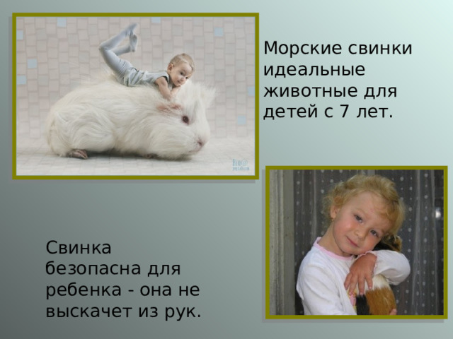 Морские свинки идеальные животные для детей с 7 лет. Свинка безопасна для ребенка - она не выскачет из рук. 