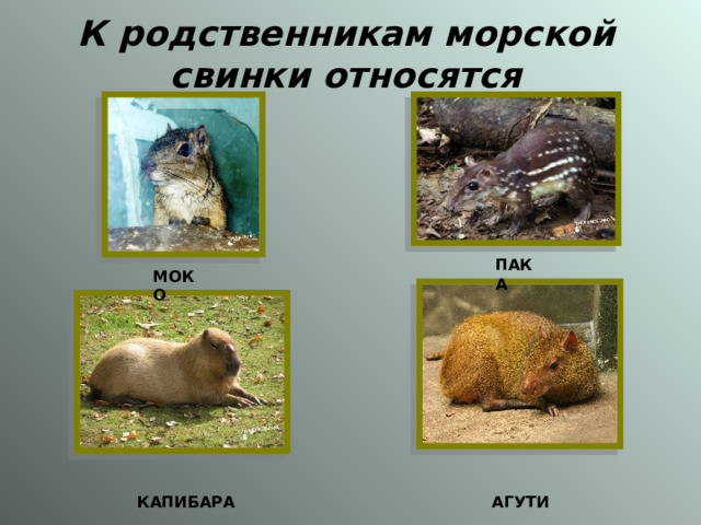 К родственникам морской свинки относятся ПАКА МОКО КАПИБАРА АГУТИ 