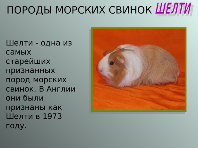 ПОРОДЫ МОРСКИХ СВИНОК Шелти - одна из самых старейших признанных пород морских свинок. В Англии они были признаны как Шелти в 1973 году. 
